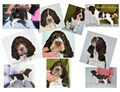 BeFunky Collage.jpg