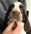 Buster 1.JPG