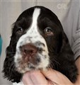 Fletcher hode 7 gull.jpg