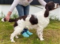 Hector 8 mån.jpg