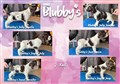 Kennel blubbys J kull.jpg