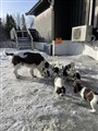 FoA utevalper3.jpg