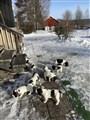 FoA utevalper4.jpg