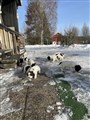 FoA utevalper5.jpg