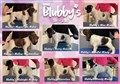 Kennel blubbys M kull.jpg