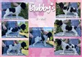 Kennel blubbys o kull (1).jpg
