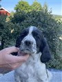Oreo H.JPG