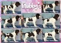 Kennel blubbys t kull.jpg
